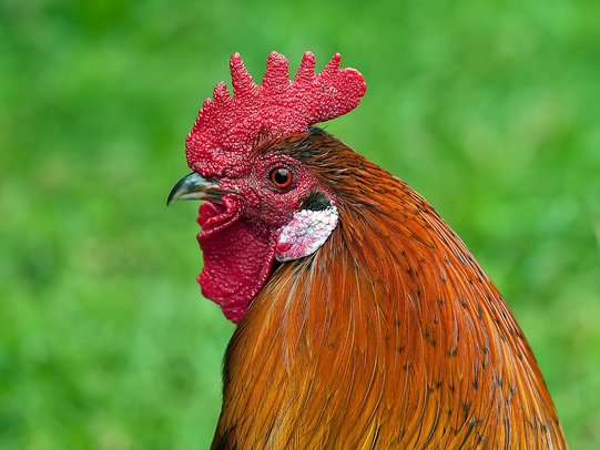 ZARA ARYAN INTEGRATED FARM