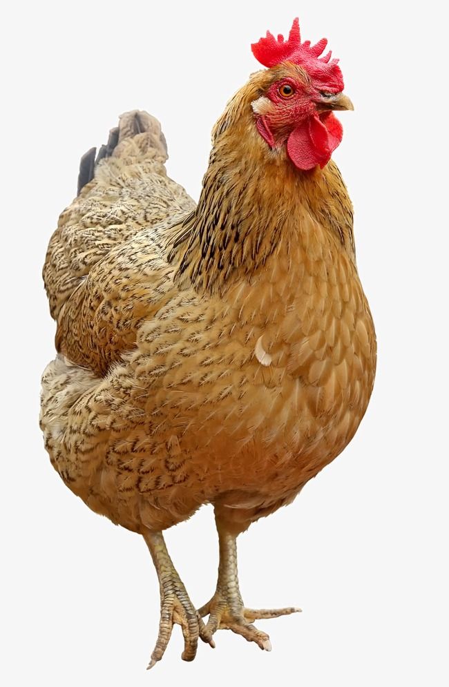 ZARA ARYAN INTEGRATED FARM